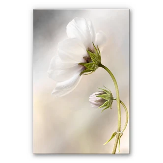 Akrylbillede Disher - Cosmos 