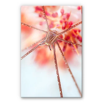 Acrylglasbild Narchuk - Unterwasser-Exotik 