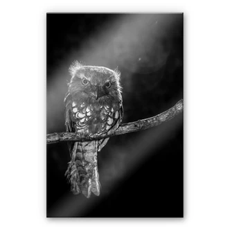 Tableau sur verre acrylique Wilianto - Staring Owl 