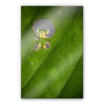 Tableau en verre acrylique - Wilianto - Hello little Friend 