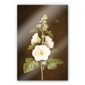 Acrylglasbild Dietzsch - Stockrose 