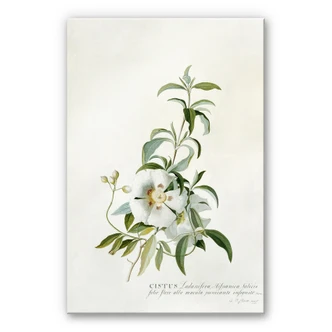 Acrylglasbild Ehret - Zistrose 