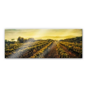 Akrylbillede Vinranker i solnedgangen - Panorama 