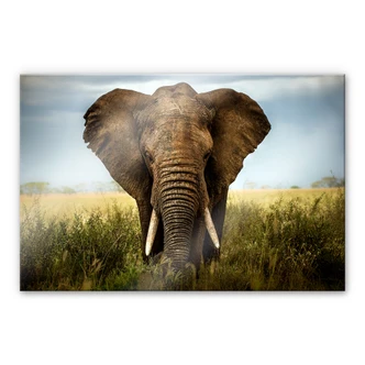 Acrylic glass Ghizzi-Panizza - encounters in the Savannah 