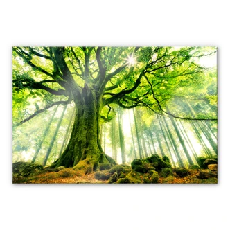 Acrylglas Kiciak - Sprookjesbos Acrylglas Kiciak - Sprookjesbos