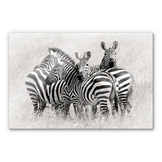 Acrylglasbild Trubitsyn - Zebras in der Savanne 