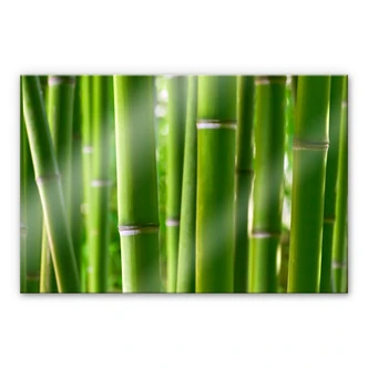 Acrylglas foto bamboe bos 