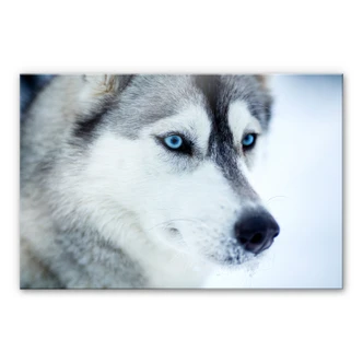 Tableau en verre acrylique Yeux bleus glacés 