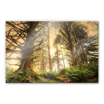 Acrylglas Magisch Bos 