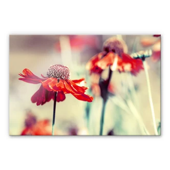 Acrylglas Rode Zonnehoed 