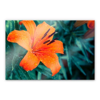 Tableau en verre acrylique Tropical Lily 