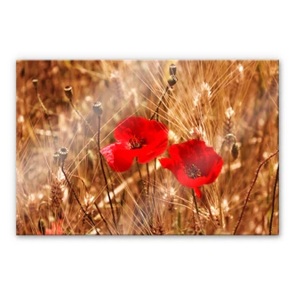 Acrylglas Klaprozen in het veld 