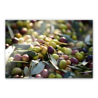 Acrylic print Mediterranean olives Acrylic print Mediterranean olives