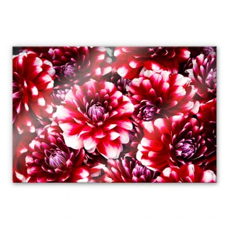 Acrylglas Rode bloemenpracht 