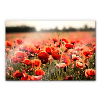 Tableau en verre acrylique Poppy Field 
