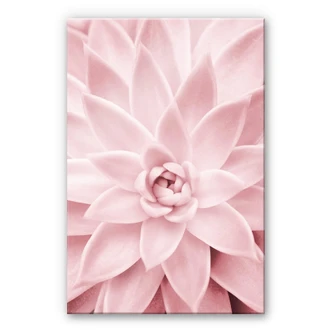 Acrylglas Sisi & Seb - Pink Succulents 