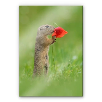 Plexiglas Dick van Duijn - Eekhoorn met Klaproos 