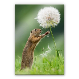 Plexiglas Dick van Duijn - Eekhoorn met Paardenbloem Plexiglas Dick van Duijn - Eekhoorn met Paardenbloem