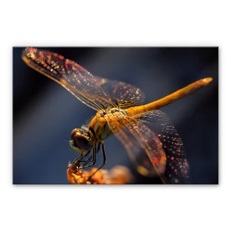 Tableau en verre acrylique Dufour -Libelle au contact de la peau 