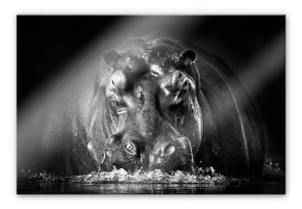 Acrylglasbild Golob - Prustendes Nilpferd 