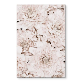 Acrylglas 1X Studio - Apricot Aster 