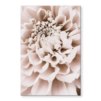 Acrylglas 1X Studio - Chrysant 