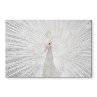 Tableau sur verre acrylique Fegari - Paon blanc 