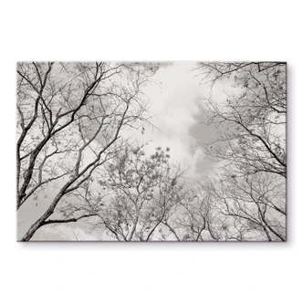 Tableau en verre acrylique Cimes des arbes dans le ciel 