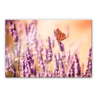 Plexiglas Colombo - Vlinder in lavendel 