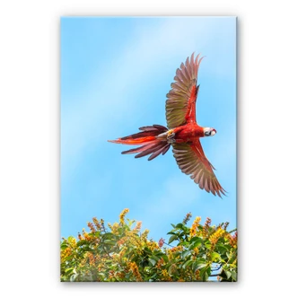 Plexiglas Colombo - Vliegende Papegaai Plexiglas Colombo - Vliegende Papegaai