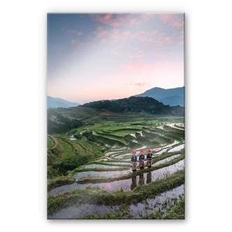 Plexiglas Colombo - Rijstvelden in Vietnam 