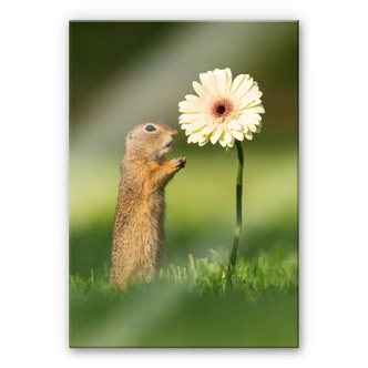 Plexiglas Dick van Duijn - Eekhoorn met Gerbera 