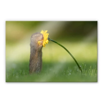 Acrylic Print Dick van Duijn - Squirrel smelling Flower 