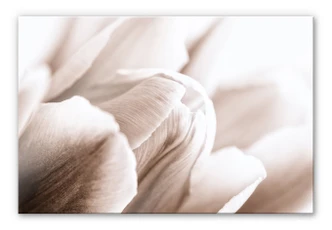 Tableau sur verre acrylique La tulipe en détail 