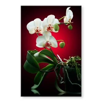 Tableau en verre acrylique - Floraison d'une orchidée 