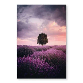 Acrylglasbild Lila Lavendelfelder bei Sonnenuntergang - Cevik 