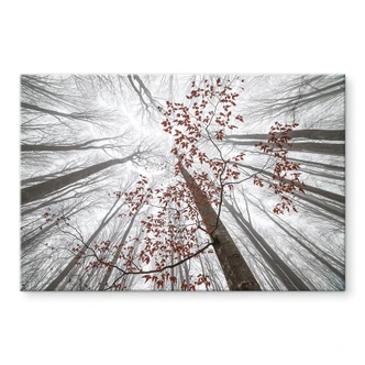 Tableau sur verre acrylique Cimes d'arbres aux feuilles rouges - Coman 