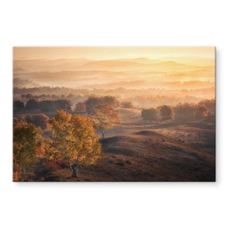 Tableau en verre acrylique Bouleaux dans la rosée dorée du matin - Cui 