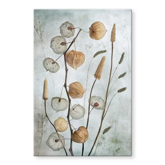 Plexiglas Gedroogde lampionbloemen - Disher 