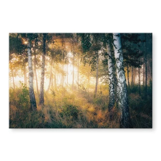Tableau sur verre acrylique Soleil dans la forêt de bouleaux - Kado 