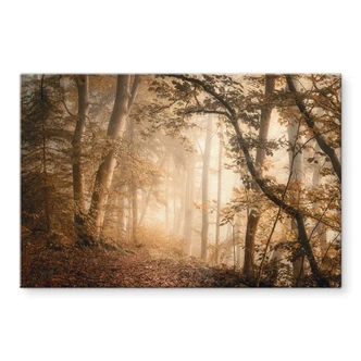 Tableau sur verre acrylique Forêt dans la brume du matin - Maier 