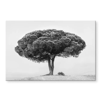 Tableau sur verre acrylique Martin - Arbre en noir et blanc 