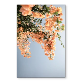 Tableau sur verre acrylique Fleurs de pêcher à Assos - Shot by Clint 