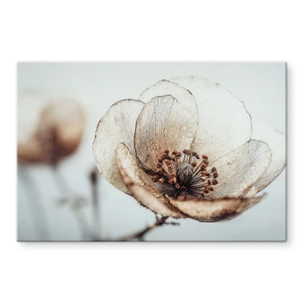 Acrylglasbild Trockenblüte Beige Naturpoesie - Treechild Acrylglasbild Trockenblüte Beige Naturpoesie - Treechild