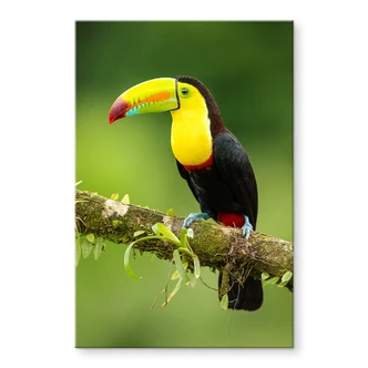 Plexiglas van Duijn - Toekan in Costa Rica Plexiglas van Duijn - Toekan in Costa Rica