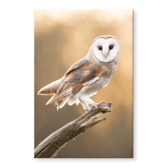 Plexiglas van Duijn - Kerkuil Plexiglas van Duijn - Kerkuil