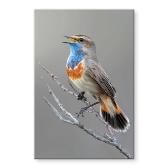 Acrylglas zingende blauwborst - van Duijn Acrylglas zingende blauwborst - van Duijn