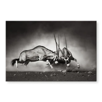 XXL Wandbild Das Duell 