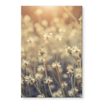 Tableau en verre acrylique Mexican Daisy - Close up 