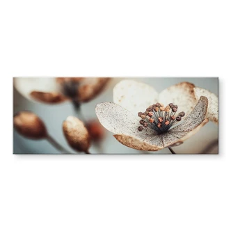 Acrylglas Boho gedroogde bloem macro - Treechild - Panorama 
